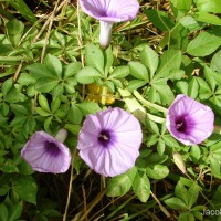 Ipomoea cairica (L.) Sweet